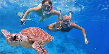 Abu Dabbab Schildkröten Schnorchel Ausflug Schwimmen